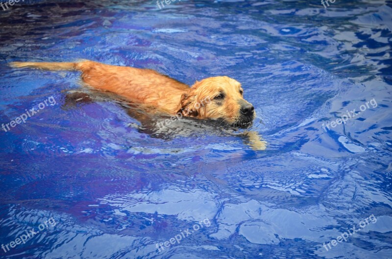 Dog Pool Blue Labrador Water