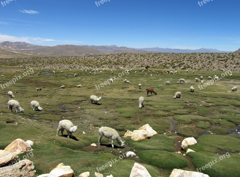 Alpacas Camelids Andes Highlands Peru