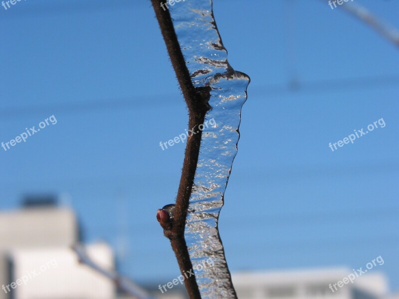 Iced Ast Ice Cold Iced Tree