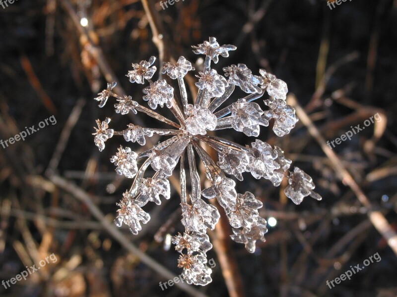 Ice Flowers Flower Ice Frost Winter