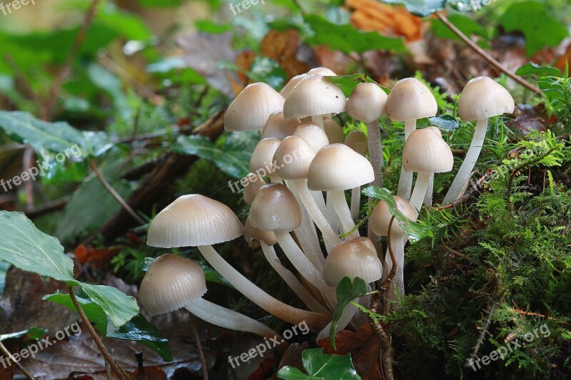 Fall Mushrooms Whites Free Photos