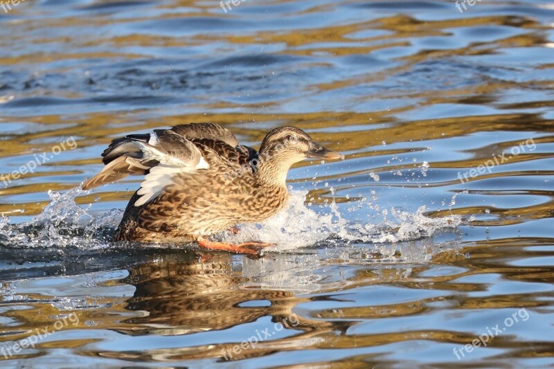 Duck Waterlanding Water Waterbird Bird