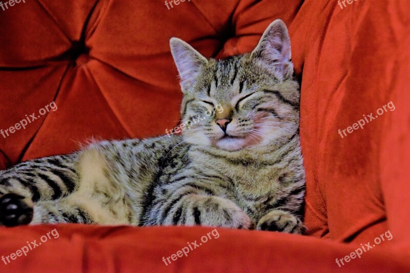 Cat Red Chair Tv Armchair Domestic Cat Free Photos