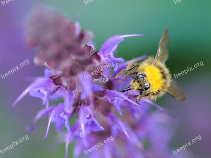 Bourdon Forage Macro Insect Free Photos