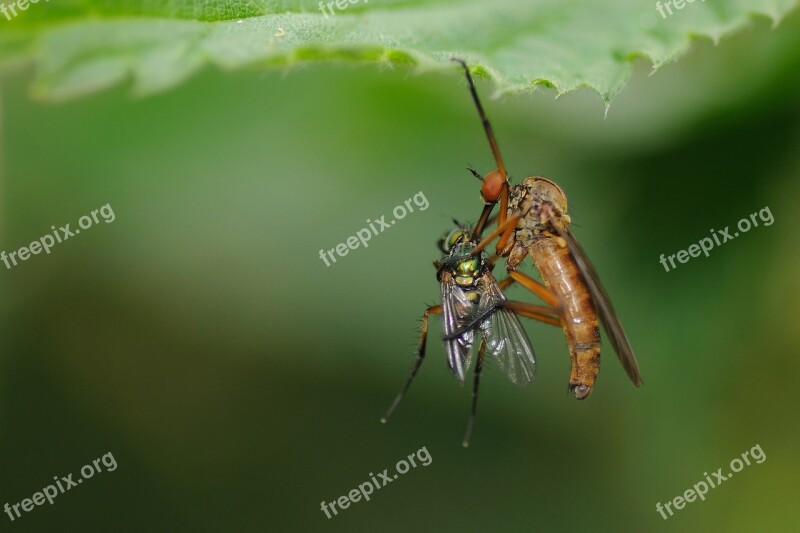 Eat Insect Fly Hangman Macro