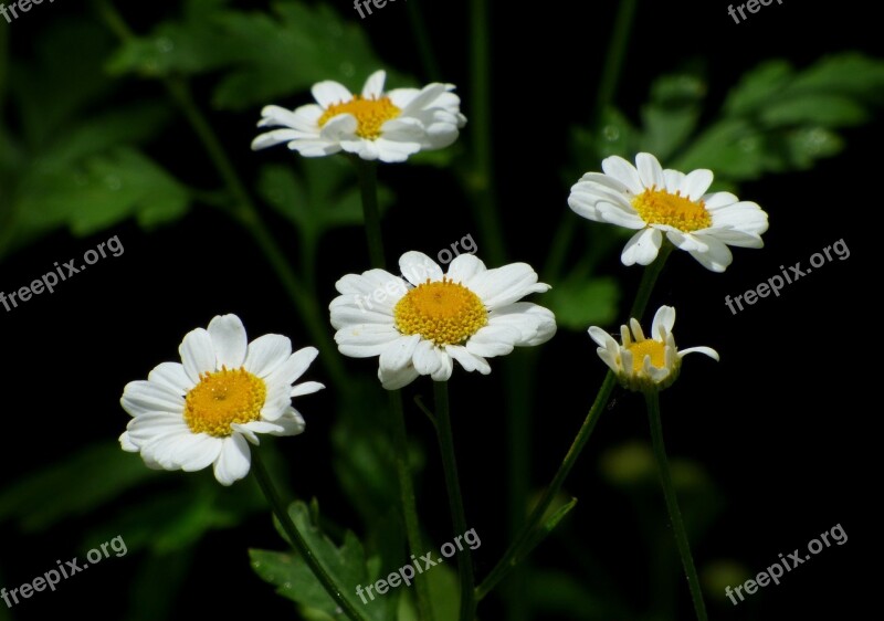 Flower White Flower Spring Small Flower White Flowers