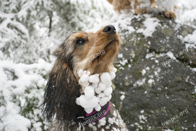 Dog Snowball Frozen Funny Cold