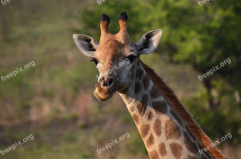 Giraffe Africa Savannah South Africa Free Photos