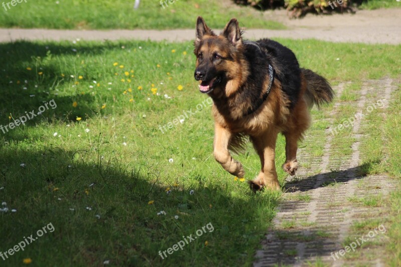 Dog Schäfer Dog Race German Shepherd Animal