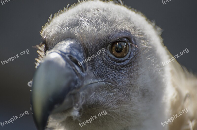 Vulture Bill Bird Raptor Animal Portrait