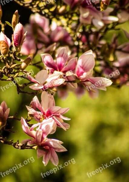 Magnolia Flower Blossom Bloom Spring