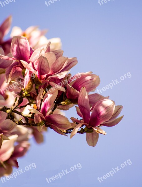 Magnolia Blossom Bloom Spring Tree