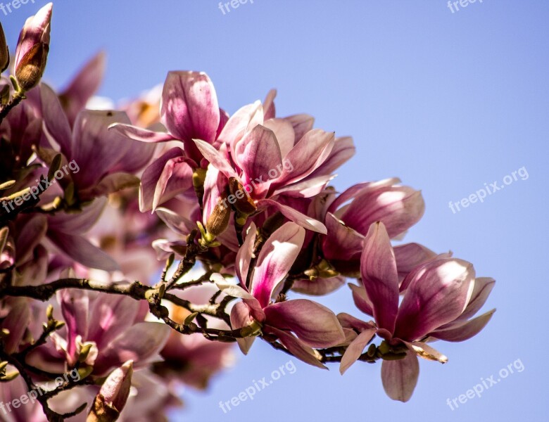 Magnolia Flower Blossom Bloom Spring