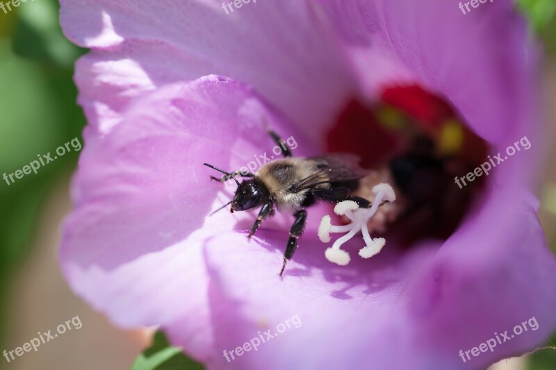 Bee Insect Flower Bug Wing