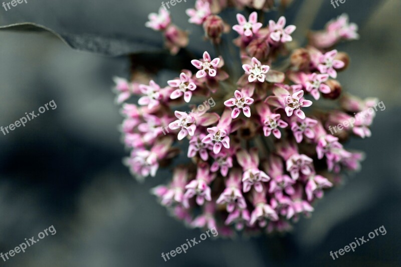 Flower Spring Nature Plant Garden