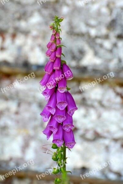 Foxglove Flower Fox Glove Flora