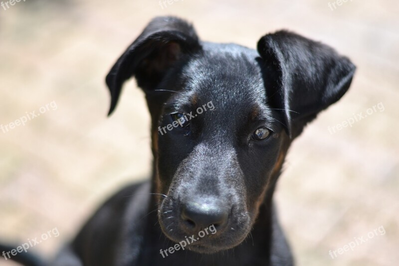 Beauceron Look Puppy Domestic Animal Big Dog