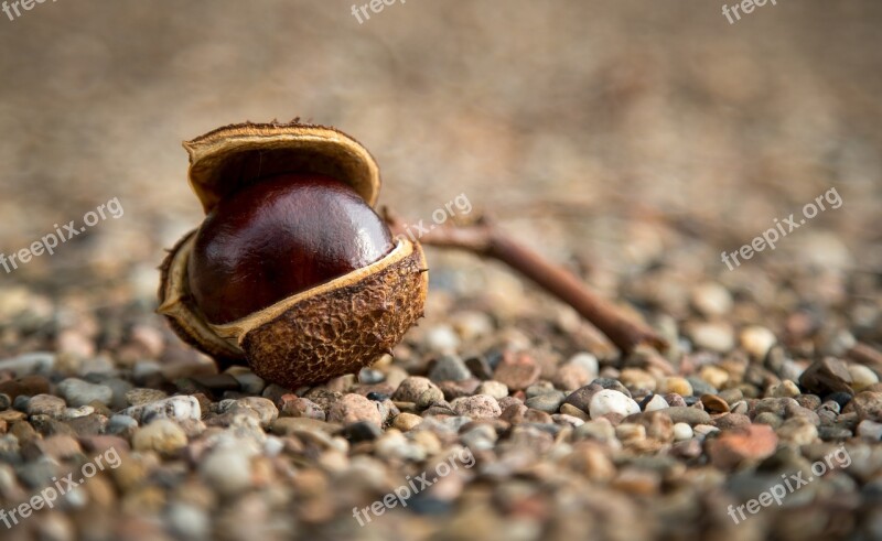 Chestnut Autumn Prickly Seeds Road