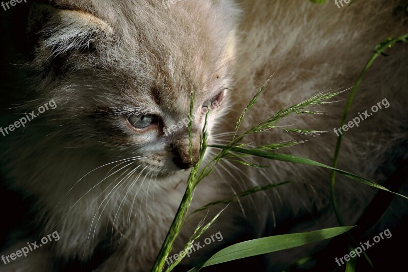 Animal Cat Wild Animals Eyes