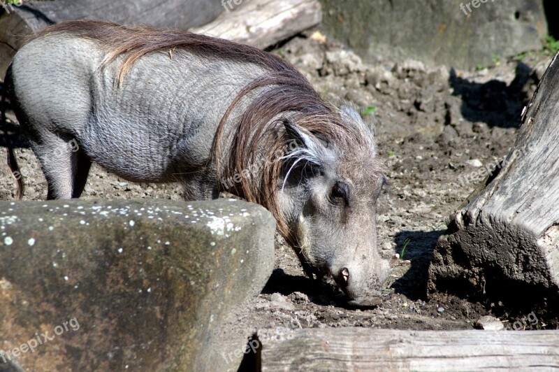 Boar Pig Nature Zoo Animal World