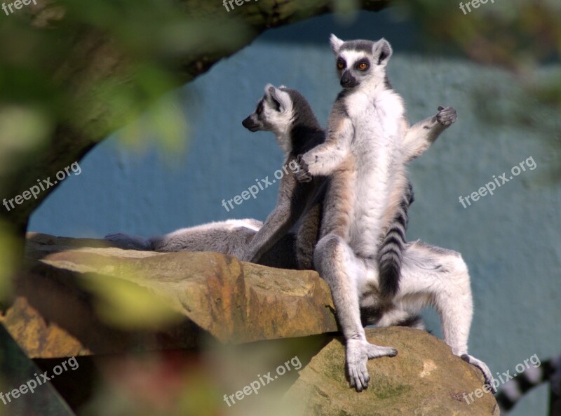 Ring Tailed Lemur Monkey Zoo Animal World Sit