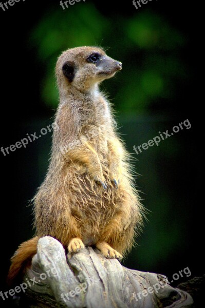 Meerkat Zoo Nature Cute Free Photos