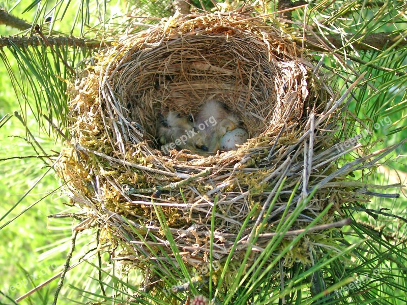 Bird Nest œuf Ponte Bird's Nest