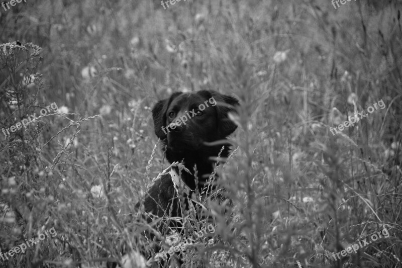 Dog Black And White Labrador Animal Black