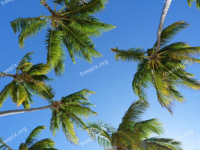 Coconut Trees Trees Caribbean Palm Free Photos