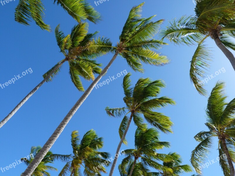 Coconut Trees Trees Palm Caribbean Free Photos