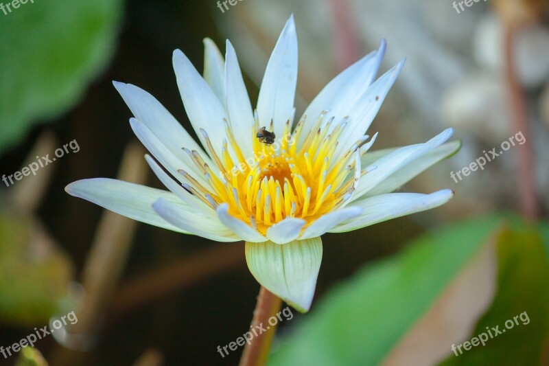 Lotus Flowers Lotus Leaf Nature Green