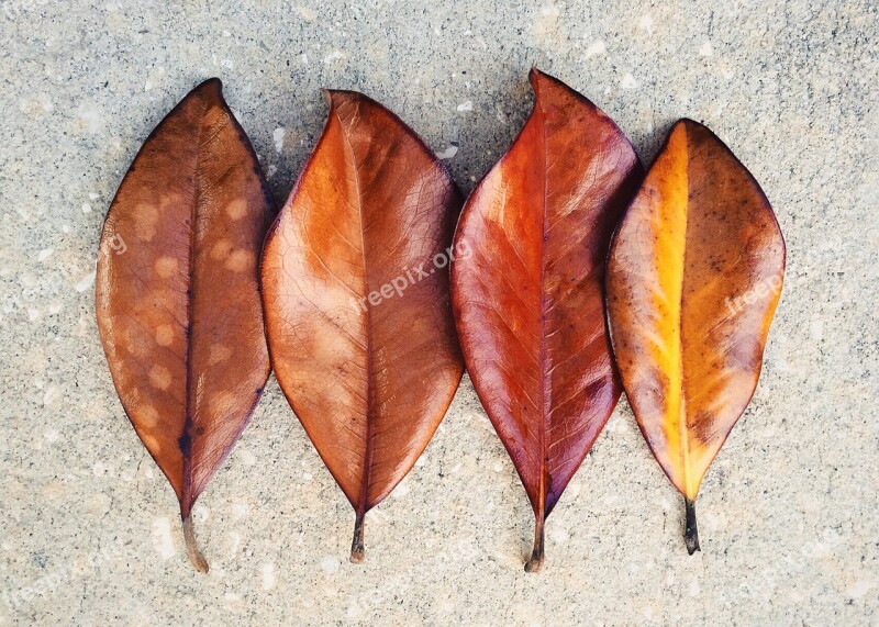 Leaf Leaves Fall Autumn Magnolia Free Photos