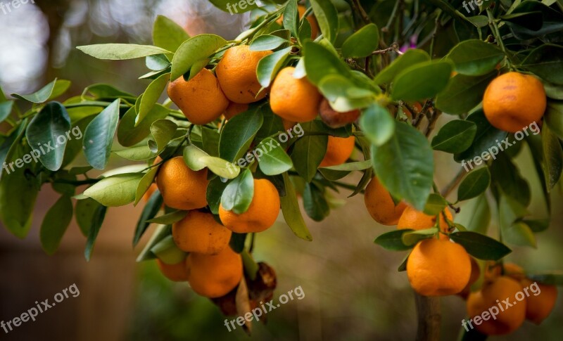 Oranges Tree Nature Fruit Orange Tree