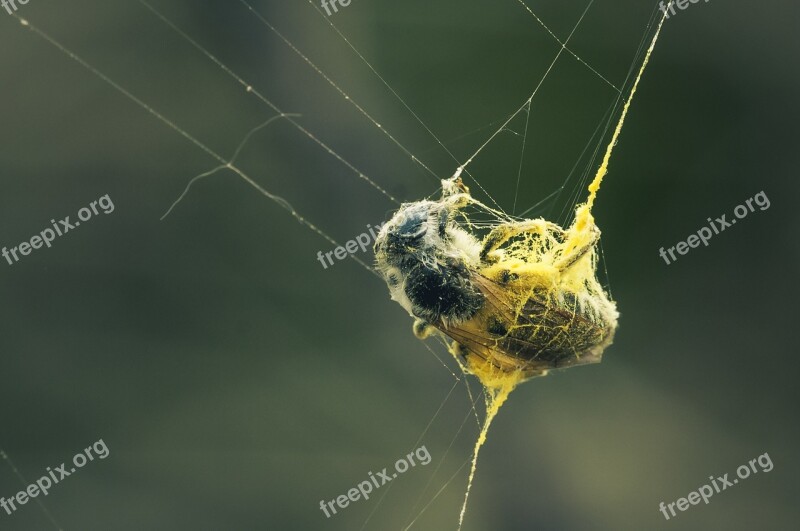 Caught Web Dusted Cobweb Close Up