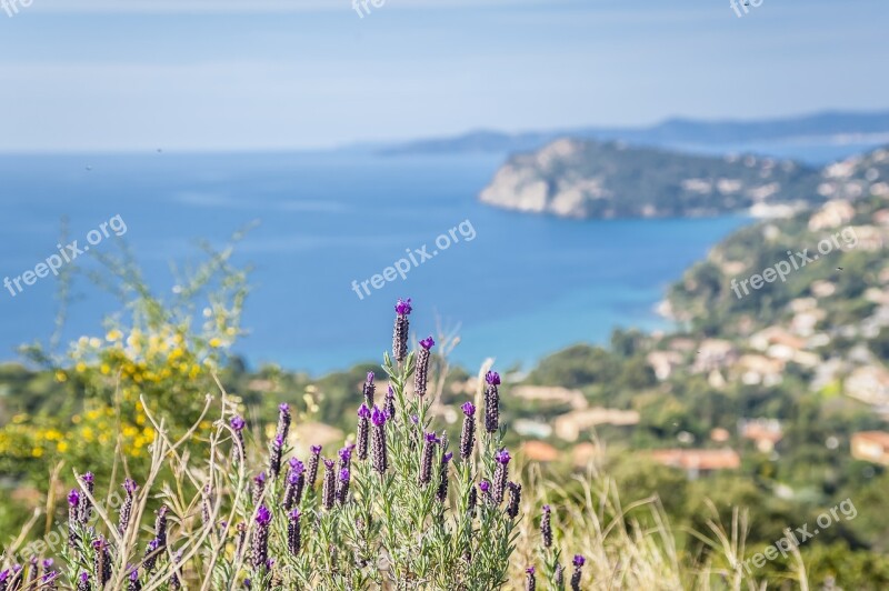 Lavender Sea Coast Cap Vacations