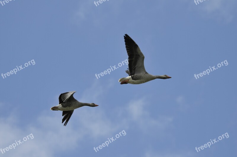 Wild Geese Birds Holland Sky Wings