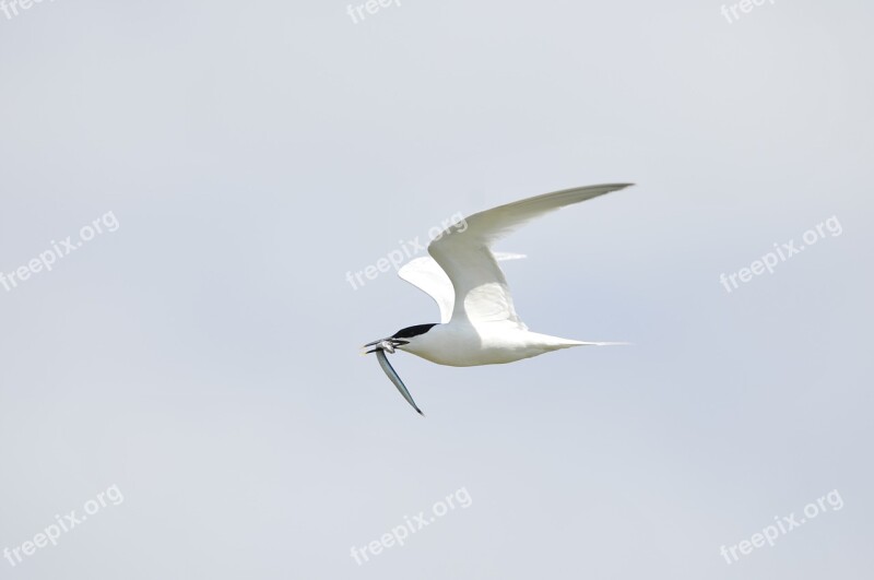 Tern Bird Holland Seagull Fish