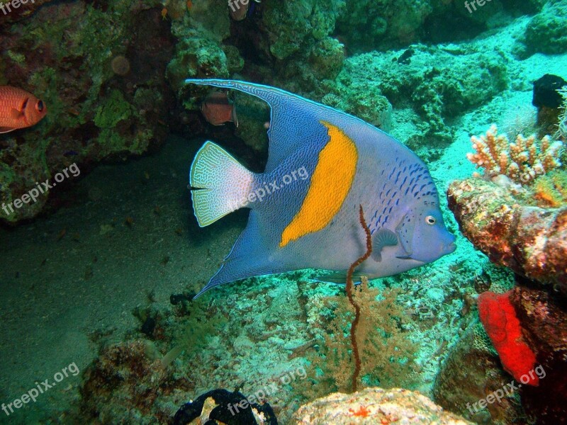 Arabian Angelfish Fish Ocean Coral Angelfish