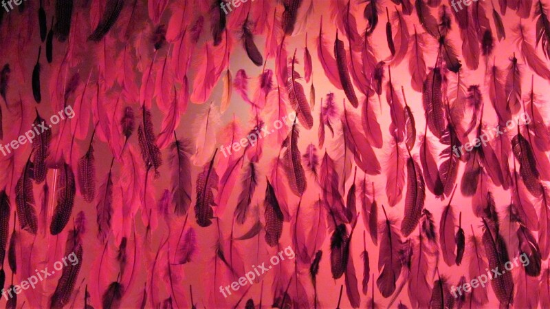 Feathers Feather Background Wall Decoration Plumage