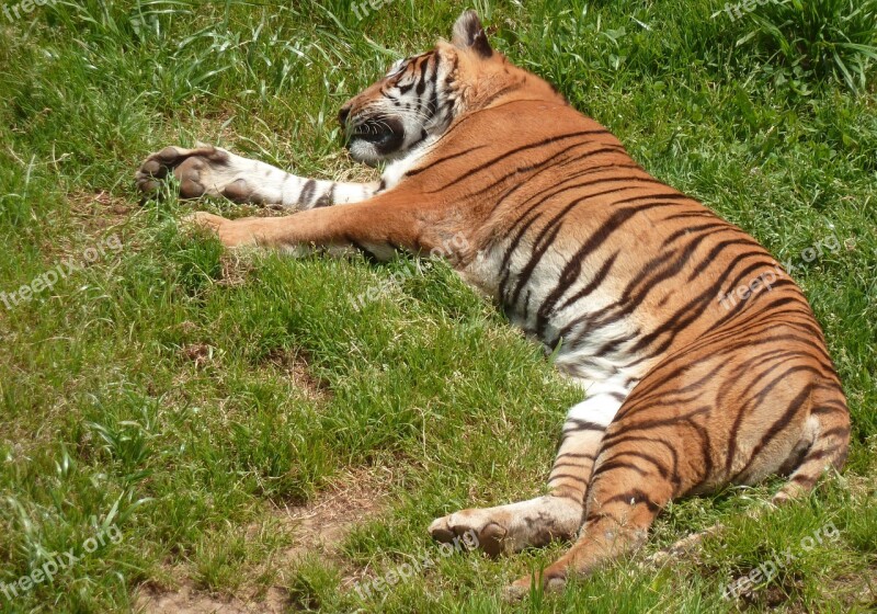 Zoo Tiger Animal Nap Free Photos