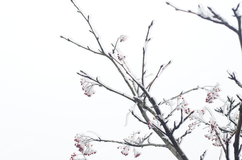 China Anhui Huangshan Winter Rime