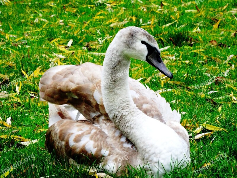 Swan Young Swan Cygnet Animal World Nature