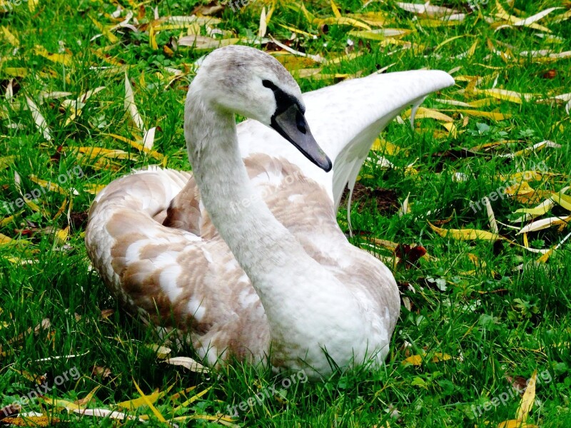 Swan Young Swan Cygnet Schwimmvogel Animal World