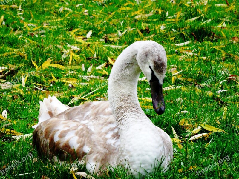 Swan Young Swan Cygnet Animal Animal World