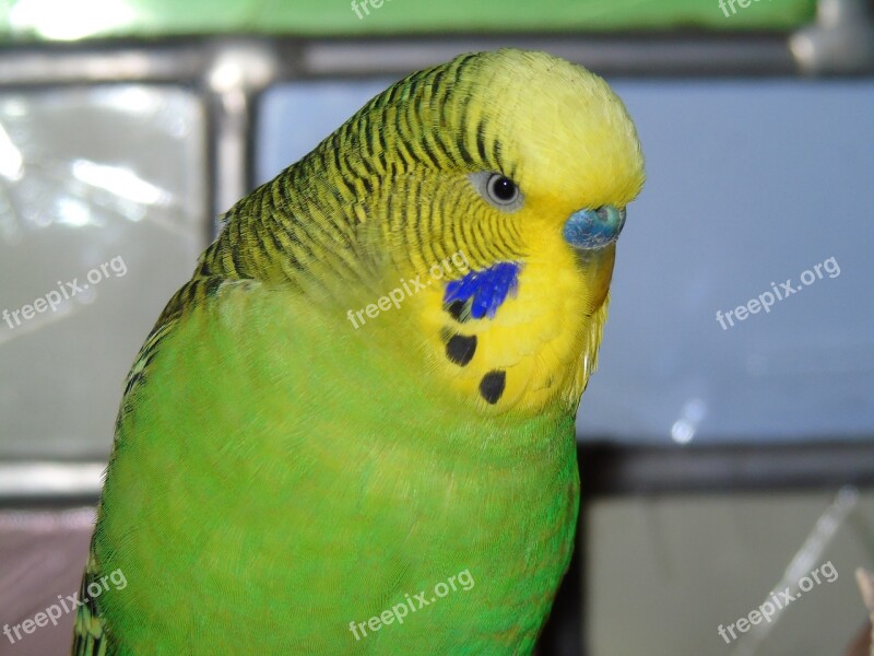 Budgie Parrot Bird Green Yellow