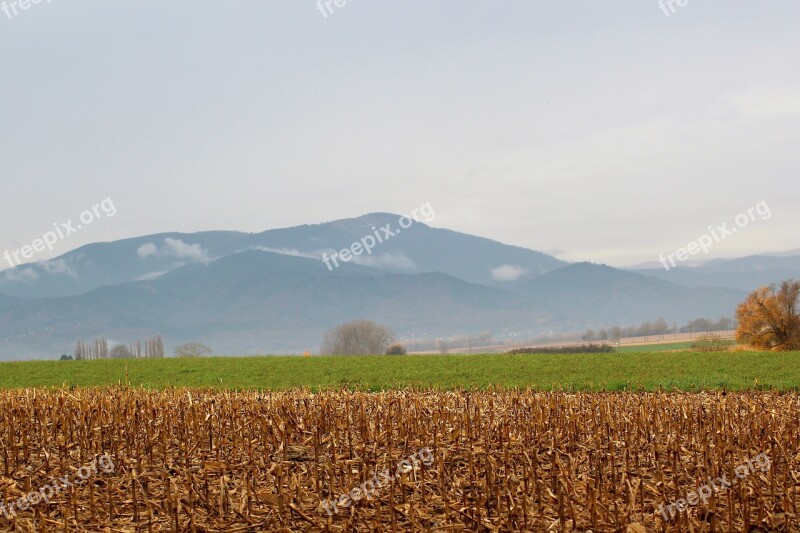 Field Corn Cereals Agricultural Harvest