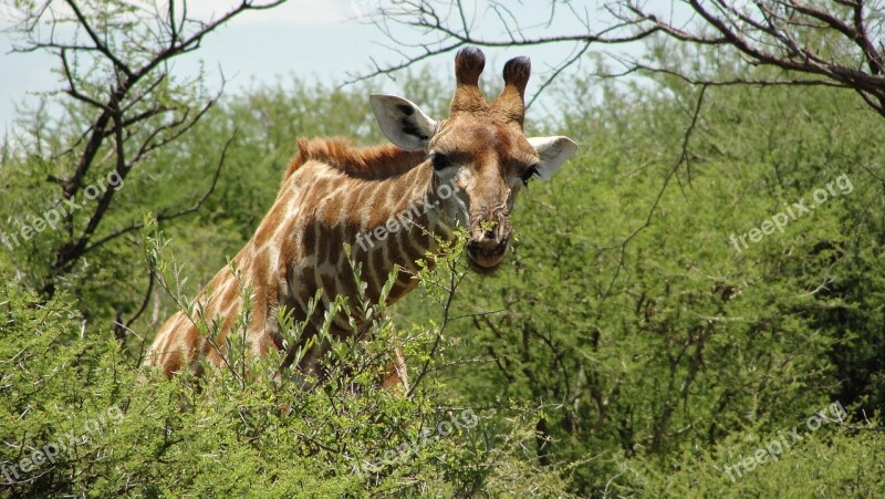 South Africa Madikwe Reserve Giraffe Animal