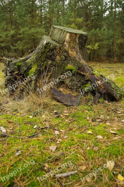 Forest Trunk Gardening Konar Nature