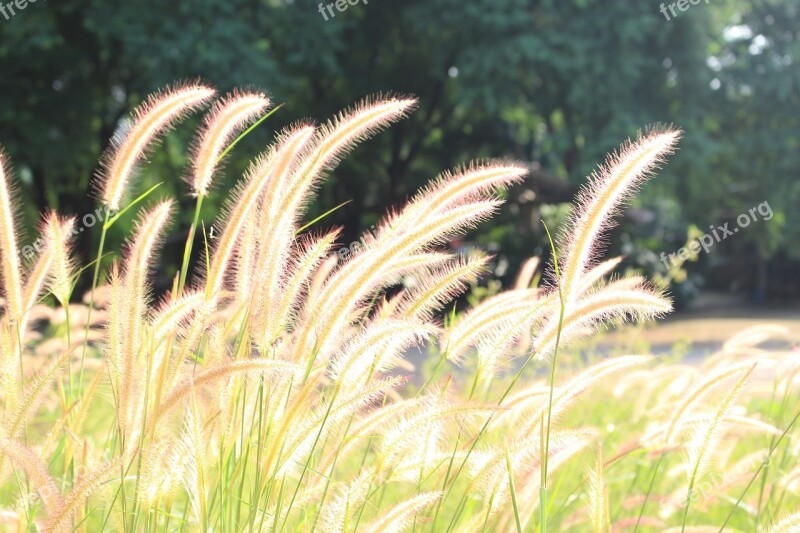 Fountain Grass Fluffy Hairy Forest Flowers