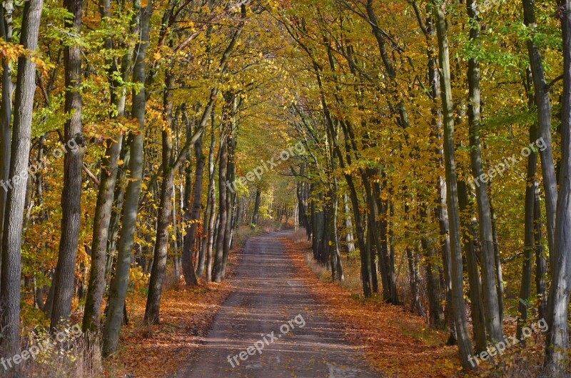 Autumn Forest Hiking Away Leaves